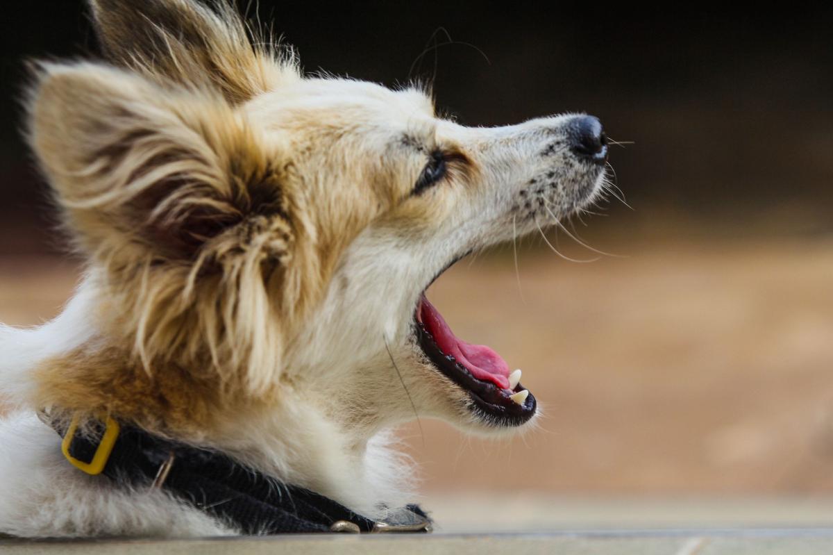 Why Does My Dog Yawn So Much