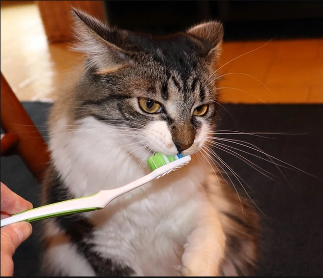 Brushing your cat's teeth