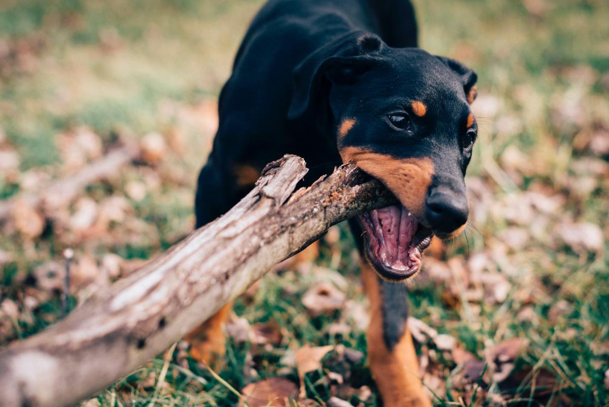 Dog keeps eating wood hotsell