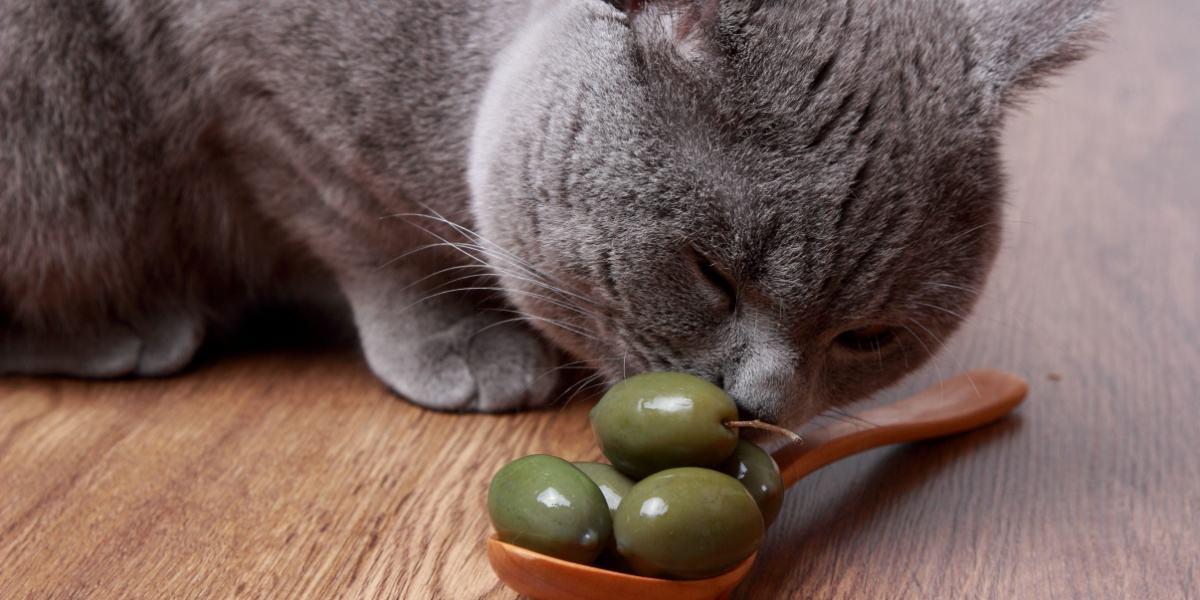 Can Cats Eat Green Olives