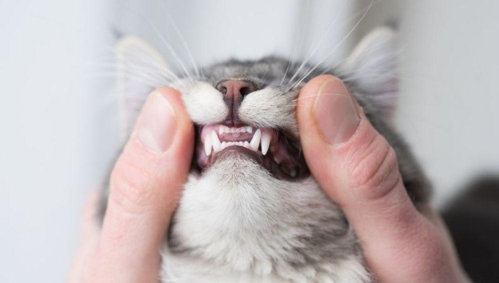 Healthy Cat Teeth vs. Unhealthy