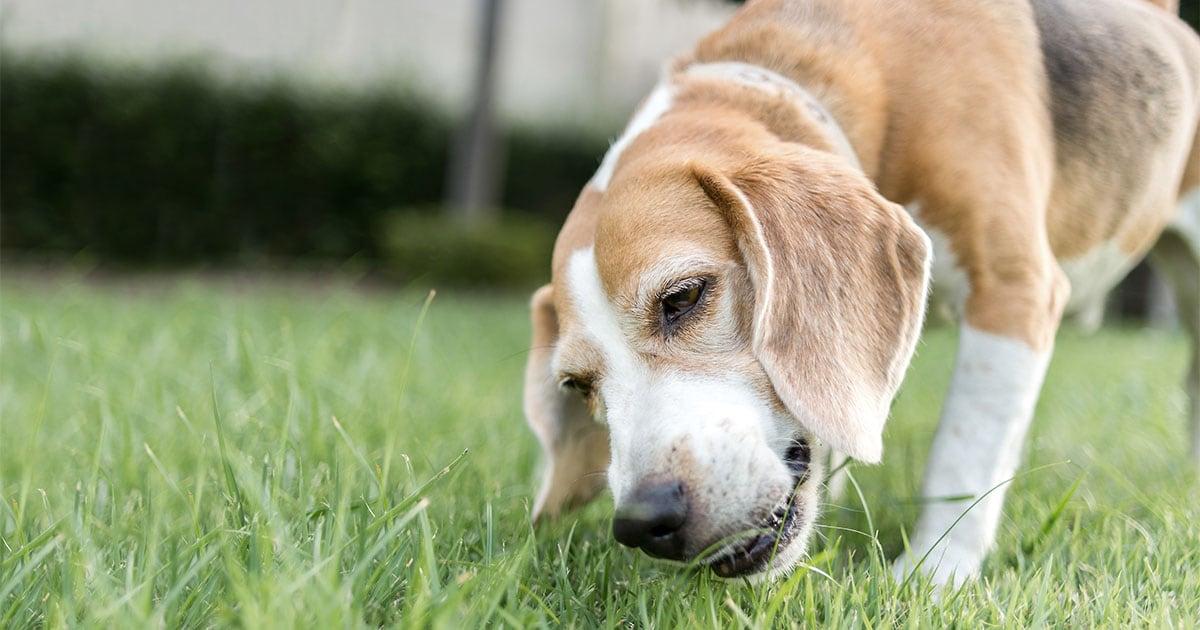 Warum fressen Hunde ihr Erbrochenes?