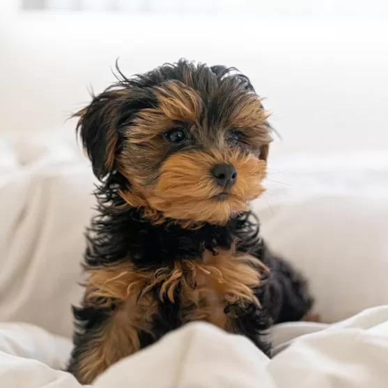 Teacup yorkie fashion hypoallergenic