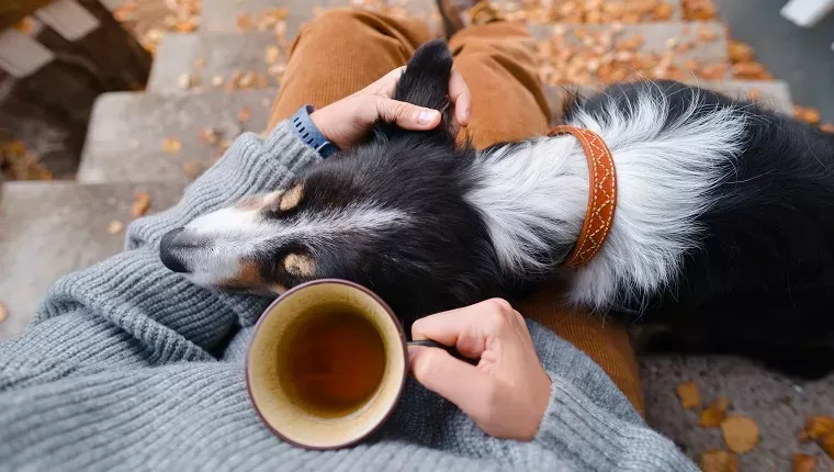 Should Dogs Drink Tea?