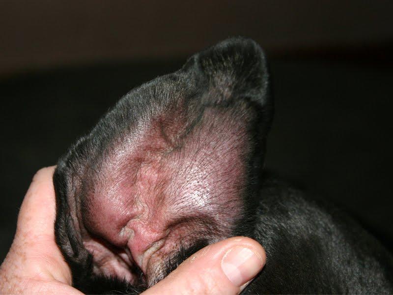 Swollen dog ear home remedy new arrivals