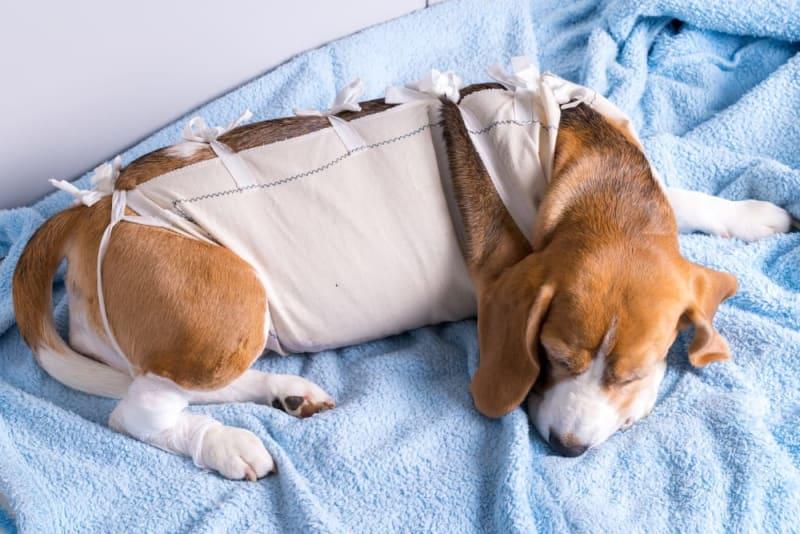 Warning Signs after Spaying Dog