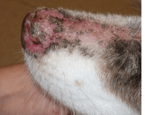 Nose Fungus on Dogs