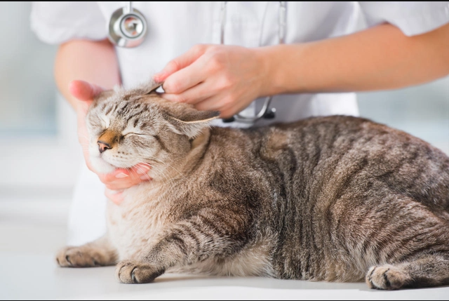 Give your cat a medical checkup