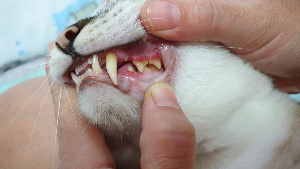 Healthy Cat Teeth vs. Unhealthy