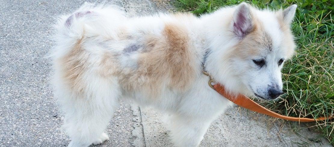 Can Dogs Get Head Lice