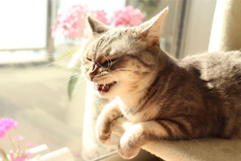 Cat Allergies Sneezing