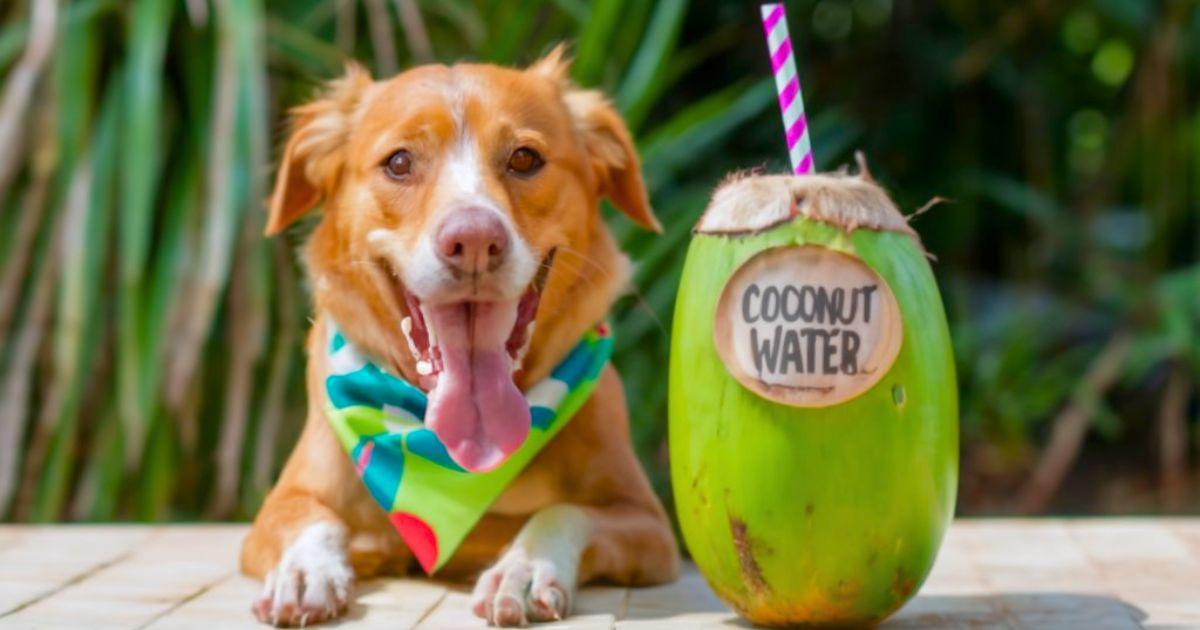 Can Dogs Drink Coconut Water