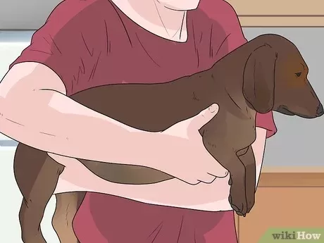 How to Carry a Dog with Tracheal Collapse