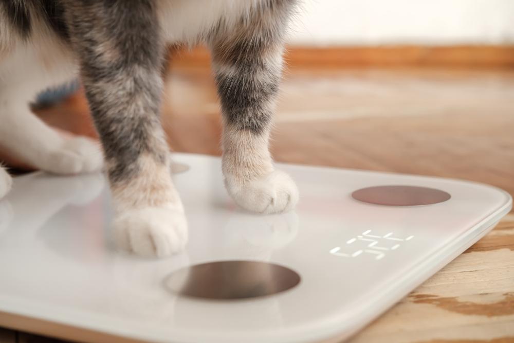 How Much Should A Cat Weigh