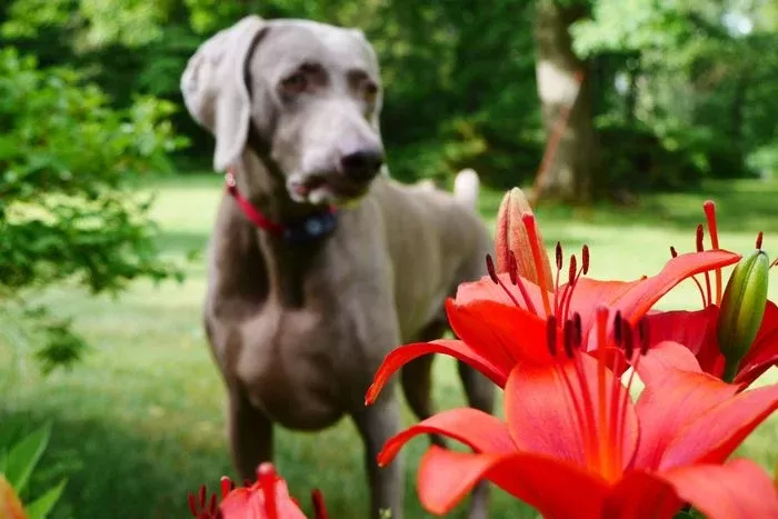 Are orders tiger lilies toxic to dogs