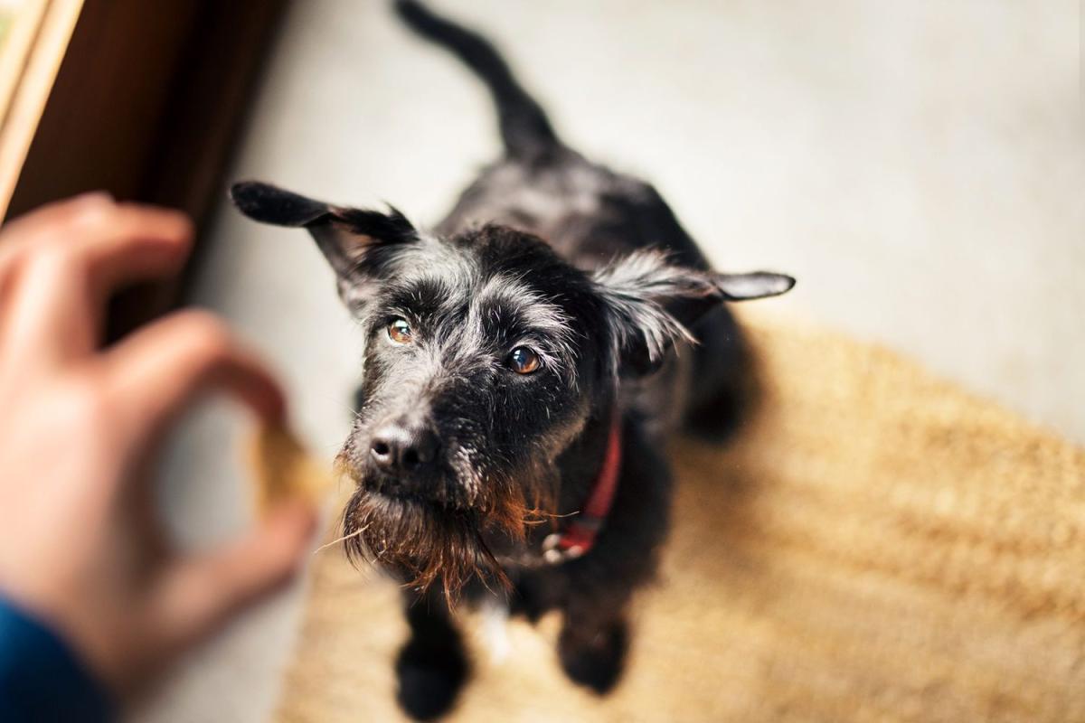 Can Worming Tablets Make A Dog Feel Unwell