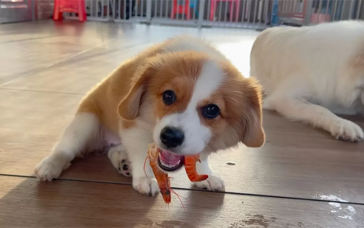 Dog eating shrimp on the floor