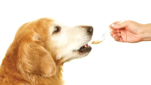 Feed the dog something to eat