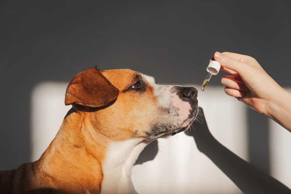 How to Apply Coconut Oil to Dog Skin