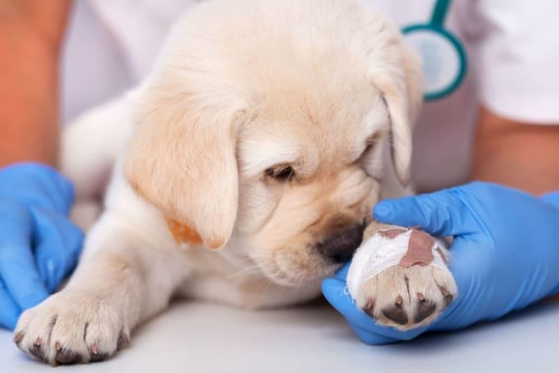 Cuidados com feridas de cães