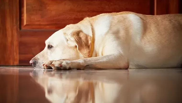 Mycoplasma in Dogs