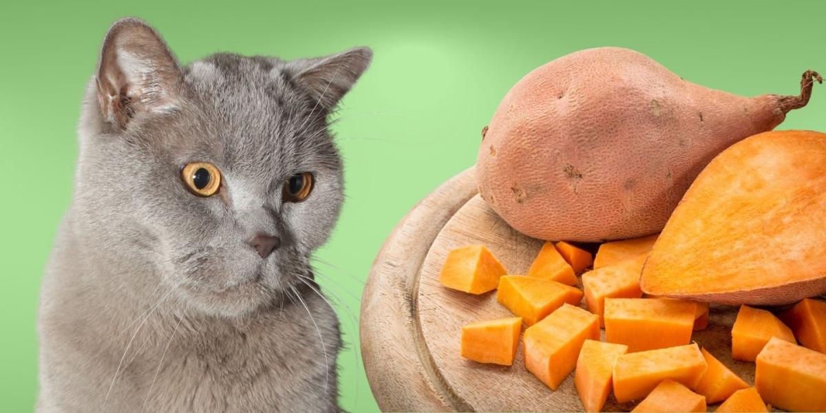 Can Cats Eat Sweet Potato