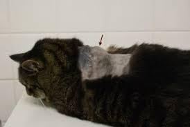 Fibrosarcoma in Cats