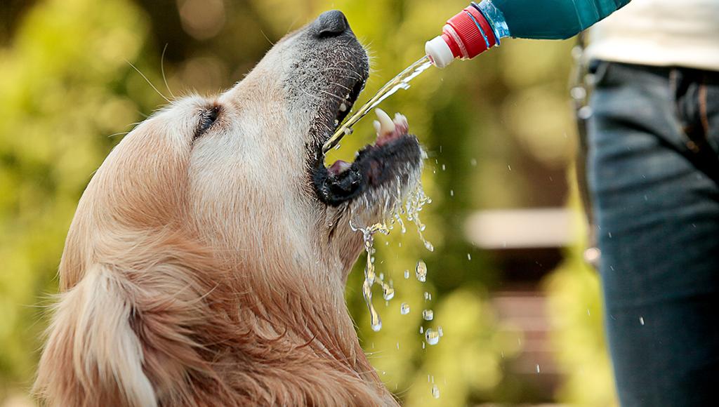 Can Dogs Drink Gatorade