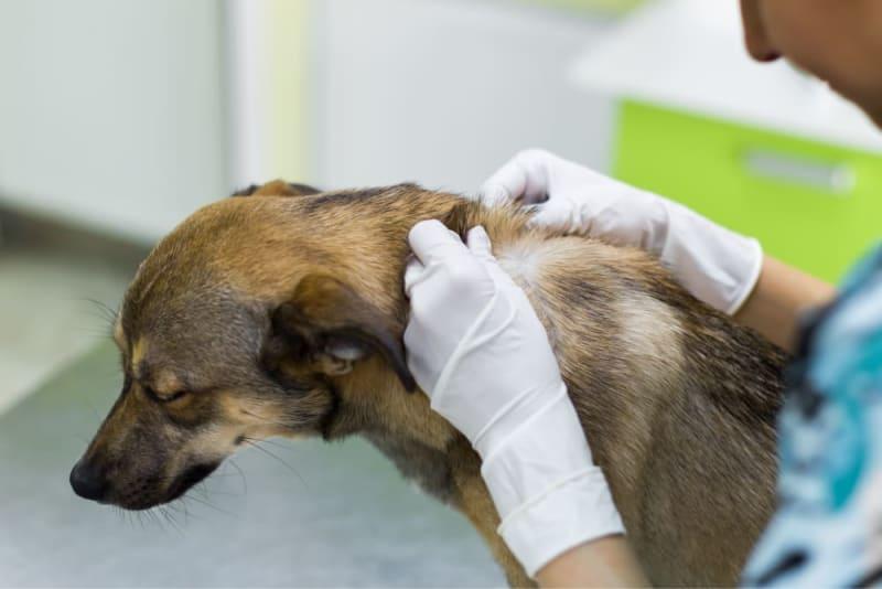 Melanoma Skin Cancer in Dogs