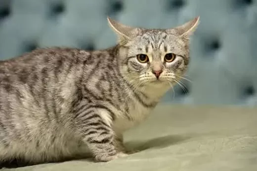 Linguagem da orelha do gato: como as orelhas do gato mostram seu humor | Animal de estimação de Hill