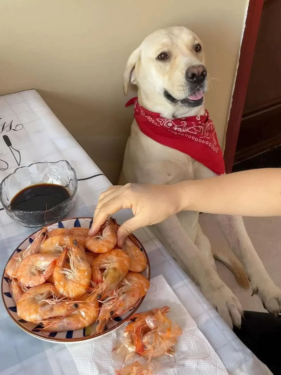 Dog leaning against the wall waiting for its owner to feed it shrimp