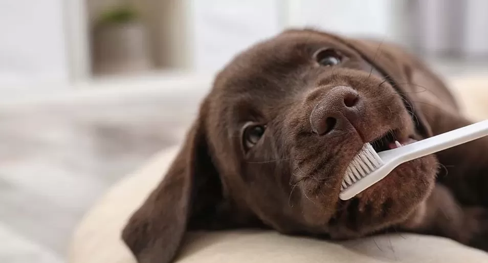 When to Start Brushing Puppy Teeth