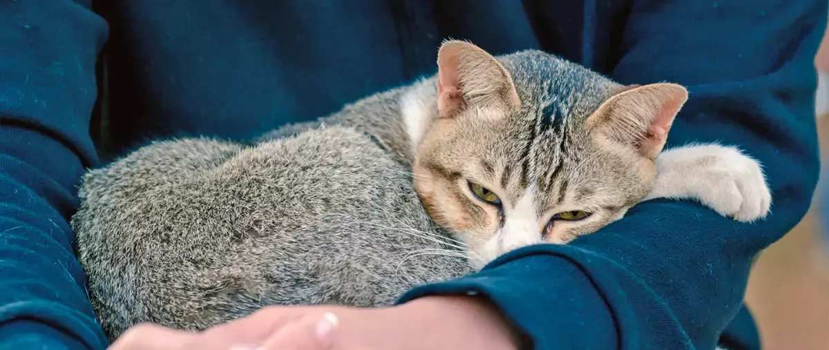 Pictures of caring cuddly cats