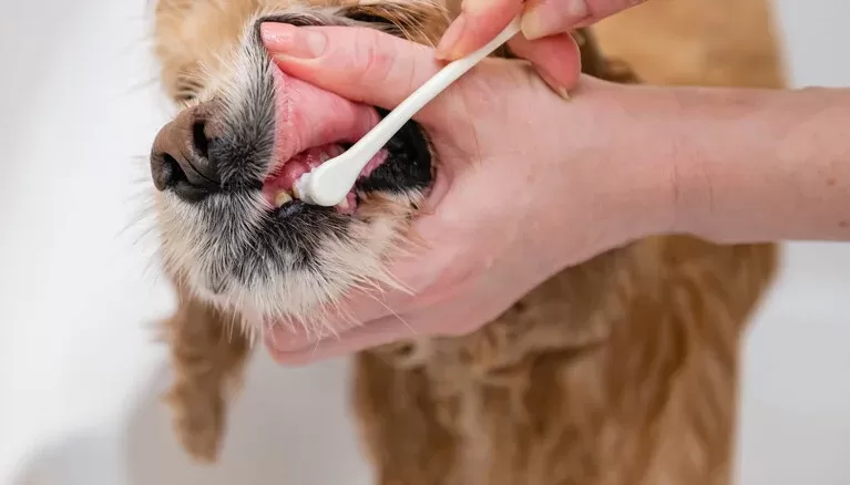 How to Clean Dogs Teeth