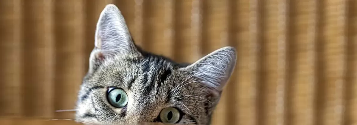 Cat Ear Language: How Cat Ears Show Their Mood | Hill's Pet