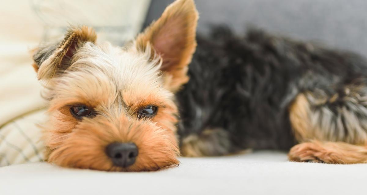Collapsed Trachea in Dogs
