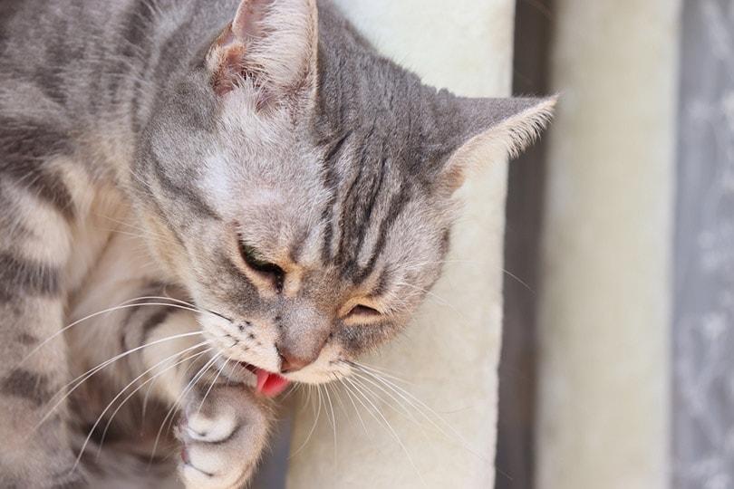 Cat Keeps Throwing Up What To Do at Candy Wilson blog