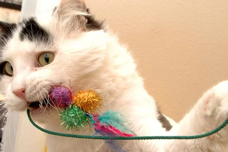 how to make cat toys at home