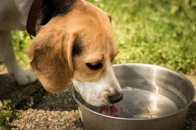 dog drinking wate