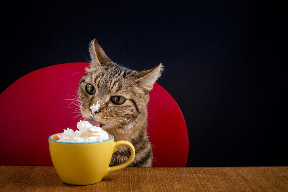 Can Cats Have Whipped Cream