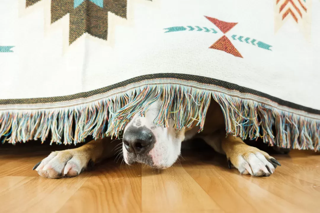 Köpeklerde Yer Değiştirme Davranışı
