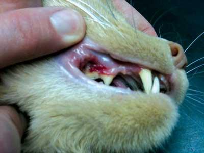 Cat Bleeding from Mouth