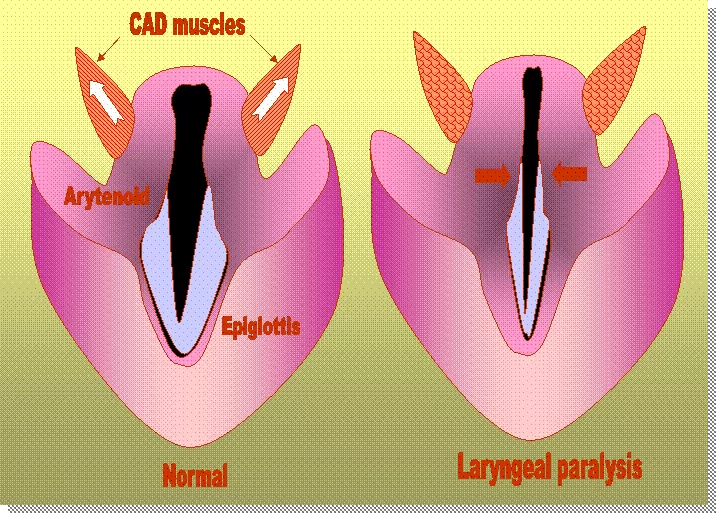 Laryngeal Paralysis in Cats