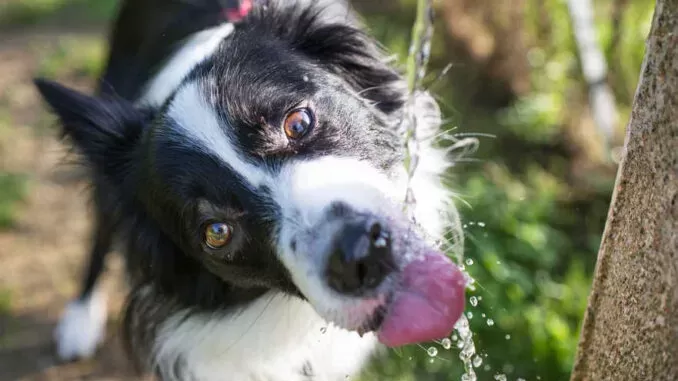 Dog drinking water in the wild