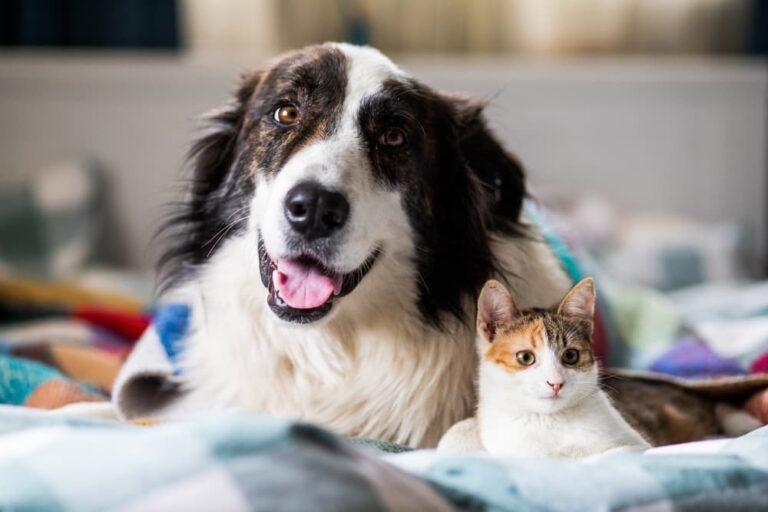 Os cães podem ser alérgicos a gatos