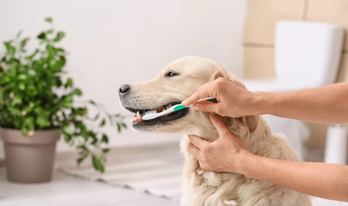 How to Clean Dogs Teeth