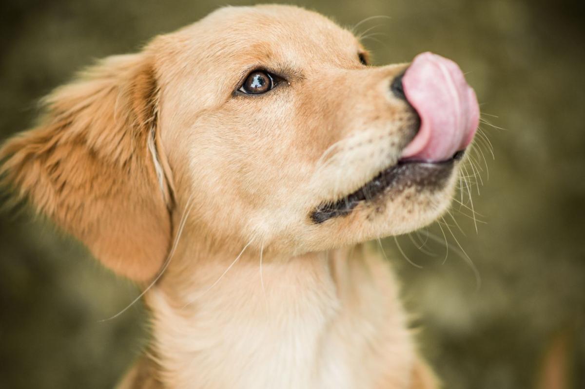 My Dog Keeps Licking His Lips and Swallowing