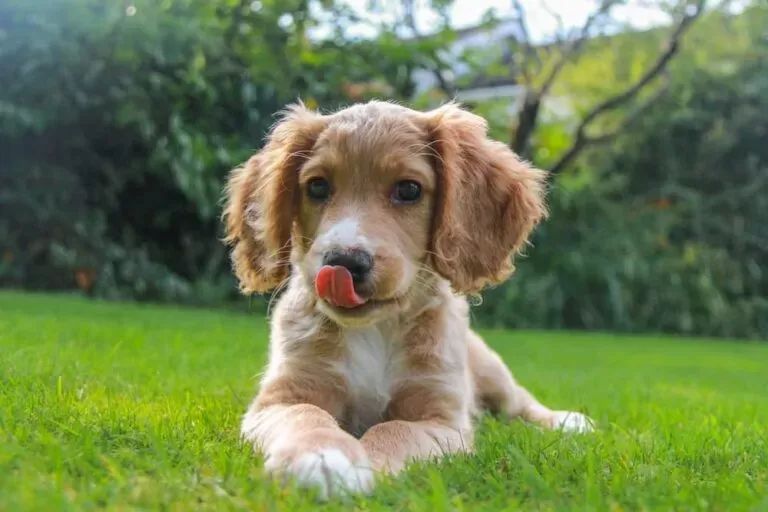 Cachorro lambendo os lábios no prado