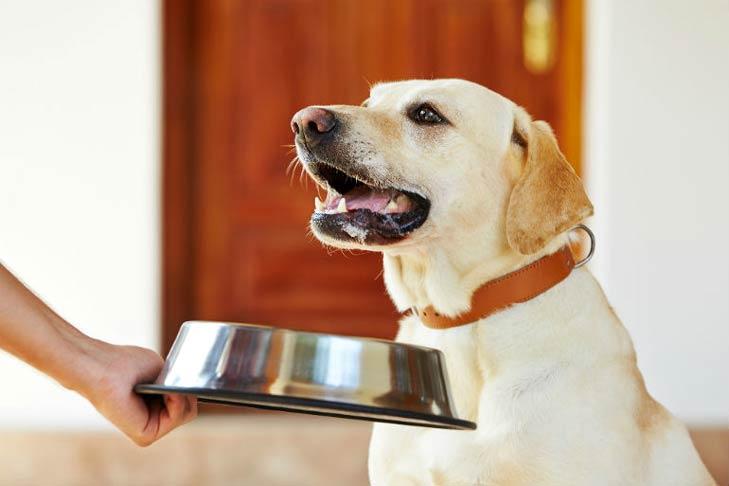 Diarrea en perros: qué alimentar