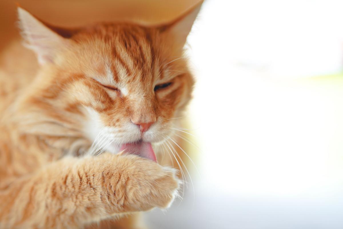 cat-pulling-hair-out